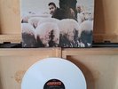 Black Sheep, a wolf in sheep's clothing