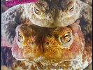 Peter and the Test Tube Babies ‎– The Mating Sounds of South American Frogs - Us
