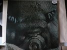 KIN PING MEH -  No.2  ZEBRA / SOUNDVISION 01008  RE-ISSUE 2011  WIE NEU LIKE NEW