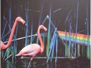 Pink Floyd - The Dark Side of the Moon Demo LP Radical 7782 Nuovo Vinile color.
