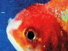 Vince Staples - Big Fish Theory [New Vinyl LP] UK - Import