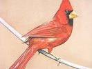 Old Crows / Young Cardinals - Alexisonfire LP