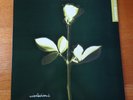Depeche Mode Violations (New Vinyl) LP