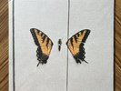 Brand New Eyes - Paramore (Yellow Opaque w/ Black Swirl Vinyl)