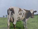 Pink Floyd - Atom Heart Mother. Vinyl LP record