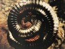 Nine Inch Nails / Closer To God 1994 UK 1EP Vinyl Island Records 12ISX596
