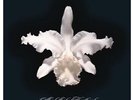 KINGS OF LEON - AHA SHAKE HEARTBREAK (180GM) (REISSUE) NEW VINYL