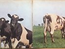 PINK FLOYD ATOM HEART MOTHER 1ST PRESS 1970 UK HARVEST VINYL LP SHVL 781 EX