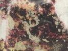 DARK LO/V DON - Charlie Pope - Vinyl (limited hand-numbered LP)