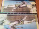 WIDESPREAD PANIC SPACE WRANGLER LP '88  FIRST PRESS LANDSLIDE RECORDS  cut promo