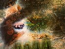 Pink Floyd - A Saucerful Of Secrets (LP) (VG-EX/VG)
