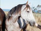 Salvia Palth : Melanchole VINYL 12