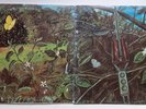 DRAGONFLY  Self Titled 1968 Fuzz Psych LP Megaphone MS1202  Stereo Private Press