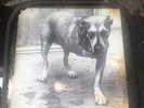 Alice In Chains Self Titled LP 1995 USA Original Release EX Vinyl