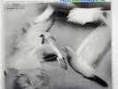 DONALD BYRD FREE FORM BLUE NOTE BN 4118 JAPAN VINYL LP
