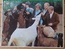 BEACH BOYS Pet Sounds UK MONO Vinyl Record 1966