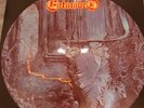 Entombed Picture Vinyl Left Hand Path 1990 Dismember Obituary Samael