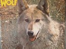Darryl Ways   Wolf   Canis Lupus , LP, Vinyl, Schallplatte   - 1973  NM