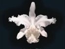 KINGS OF LEON: AHA SHAKE HEARTBREAK (LP vinyl *BRAND NEW*.)