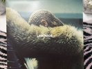 Lemonade by Beyoncé (Record, 2017) used in great condition doubleLP yellow vinyl