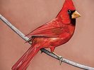 Alexisonfire - Old Crows/Young Cardinals  [VINYL]