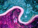 Dream State Primrose Path New Vinyl LP Album