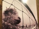 PEARL JAM Vs LP          1st Press US Vinyl  1993