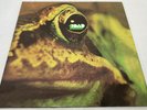 Toad - Toad (2015, Vinyl LP Record Album Reissue) AK 081