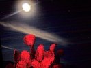 Trampled by Turtles **Stars and Satellites **NEW RED ANNIVERSARY RECORD LP VINYL