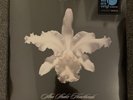 Kings Of Leon Aha Shake Heartbreak Ltd 2x 180g Vinyl LP New