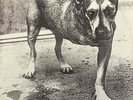 Alice in Chains first press vinyl
