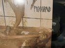 Pissgrave – Suicide Euphoria LP 2020 Profound Lore Records – PFL 156.5 *CA NM/NM
