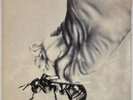 ROBERTO COLOMBO: Sfogatevi Bestie ’76 Fusion Prog Rock Ultima Spiaggia LP Vinyl