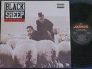 Black Sheep 