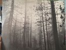 THE CURE -A Forest-  UK 12
