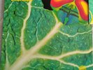 PROGRESSIVE LP VON CATAPILLA ++ CHANGES ++ VEERTICO SWIRL