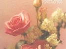 GENESIS P-ORRIDGE & THE HAFLER TRIO - DREAM LESS SUITE - 2LP IMPORT BELGIUM