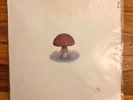 MUSHROOM JAZZ 2 x LP VINYL - DJ Mark Farina - OM Records - Rare Downtempo Vinyl