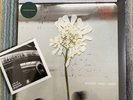 Daughter - Stereo Mind Game Ltd Ed Rough Trade Green Vinyl LP + bonus live CD