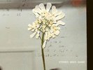 Daughter Stereo Mind Game (Vinyl)