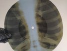 LED ZEPPELIN HOW MANY MORE TIME X-Ray USSR Record Roentgen Bone Ribs Music Vinyl