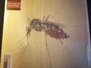 The Weeks Dear Bo Jackson 2LP Vinyl Rare OOP