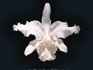 Kings Of Leon: Aha Shake Heartbreak (180g) - RCA  - (Vinyl / Pop (Vinyl))