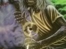IRON MAIDEN PICTURE VINYL