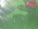 Results May Vary [PA] [LP] by Limp Bizkit (Vinyl, Sep-2003, 2 Discs, Interscope
