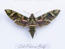 Cowboy Junkies : Such Ferocious Beauty VINYL 12