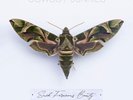 Cowboy Junkies - Such Ferocious Beauty [New Vinyl LP] Clear Vinyl, Green, Ltd Ed