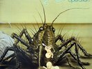 Birth Control - Operation (LP, Album, RE) (1983 - Germany - VG+)