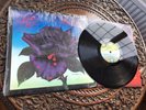 Thin Lizzy Black Rose Vinyl First U.K. Press 1979 Near Mint Free Postage