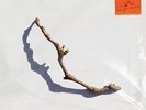 PJ Harvey - I Inside The Old Year Dying [Used Very Good Vinyl LP]